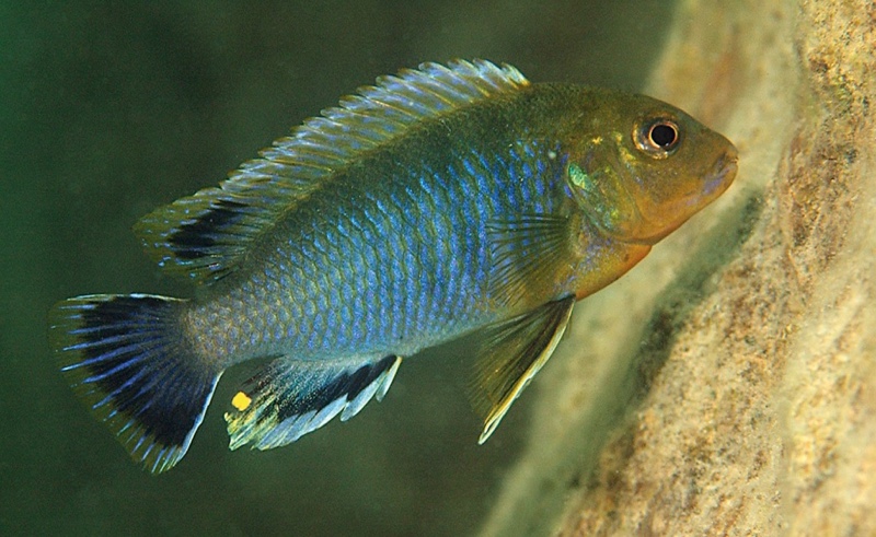 Labidochromis vellicans 'Thumbi East Island'